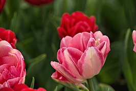 Bernhard Saalfeld - Tulpenpracht 2026 (3v9)